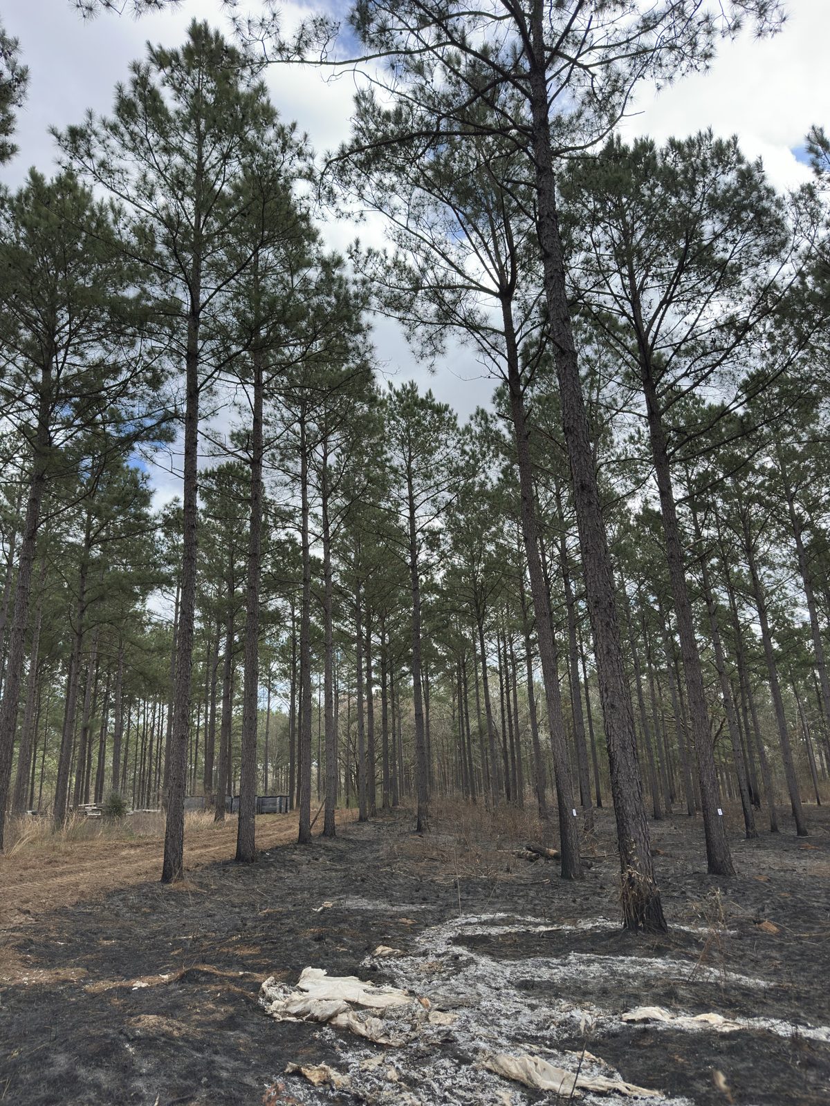Forestry field estimation competition, photo 2