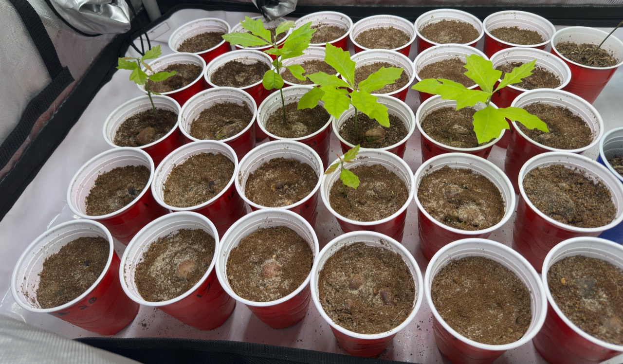 Young oak seedlings in individual containers