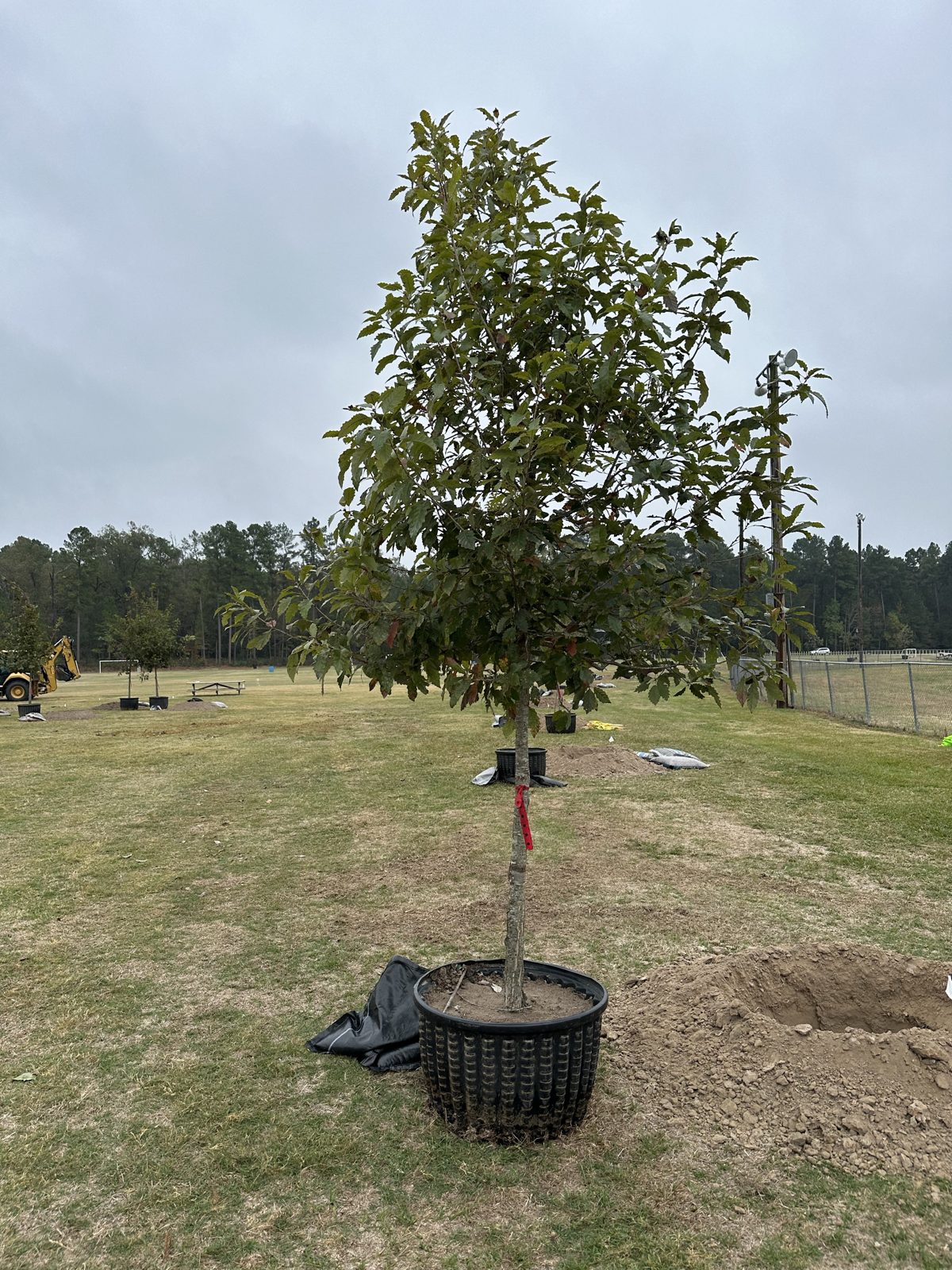 Volunteer tree planting, photo 1