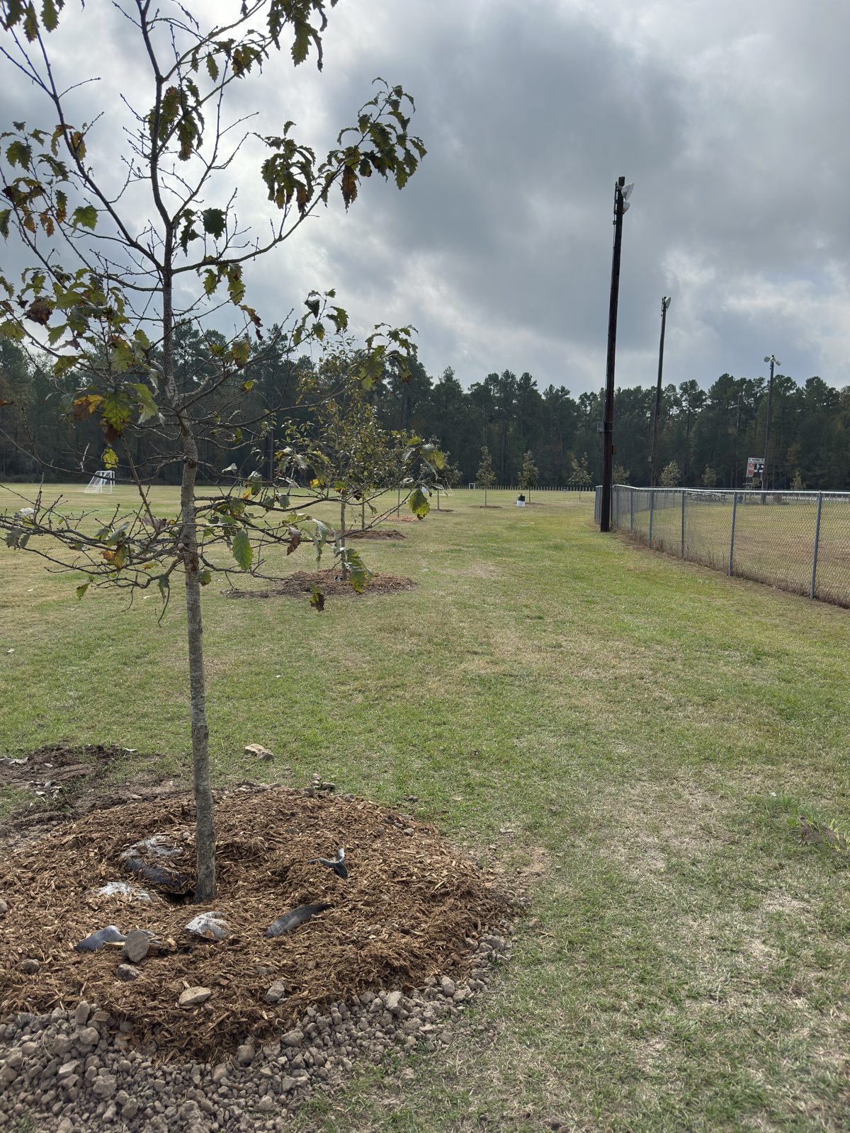 Volunteer tree planting, photo 6